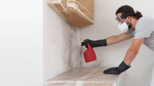 Professional Black Mold Removal technician working in Champlin, MN